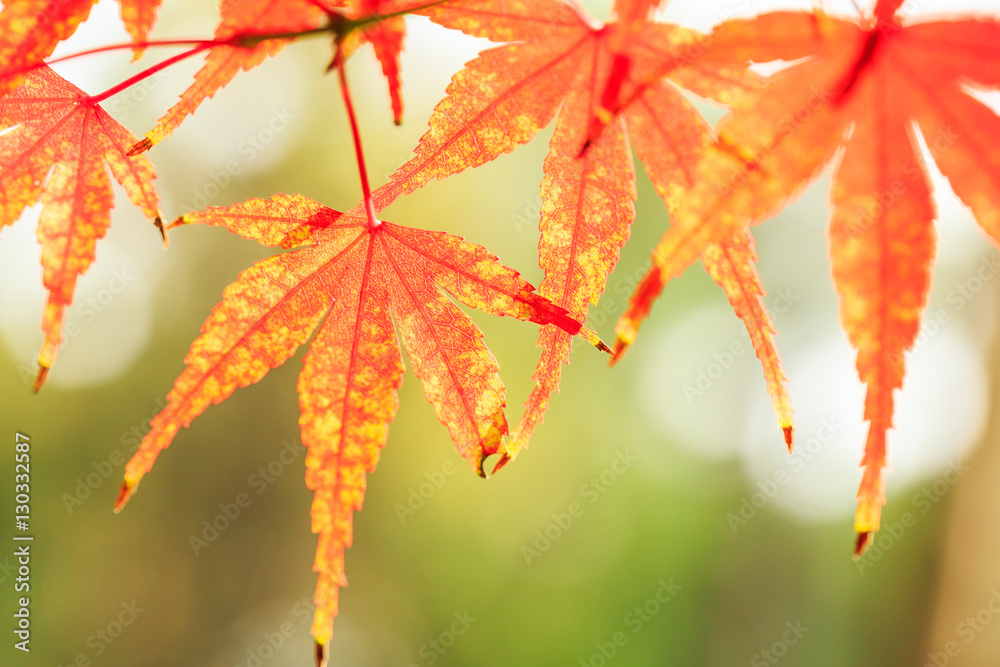 Autumn maple leaves background