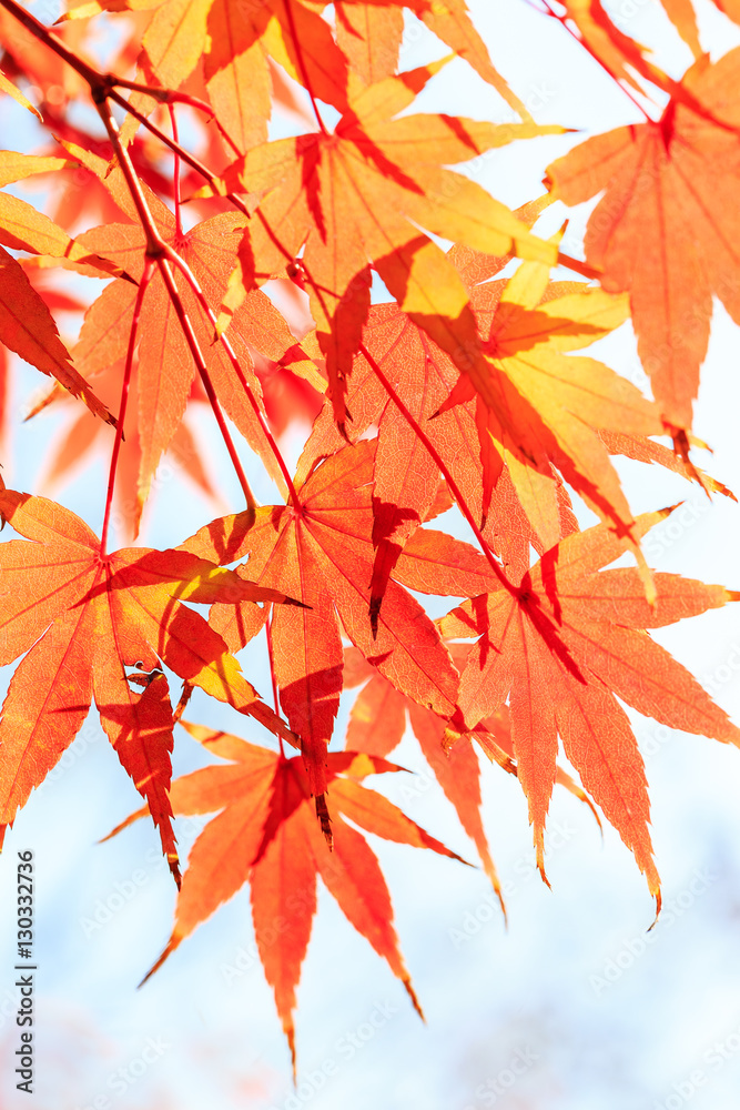 Autumn maple leaves background