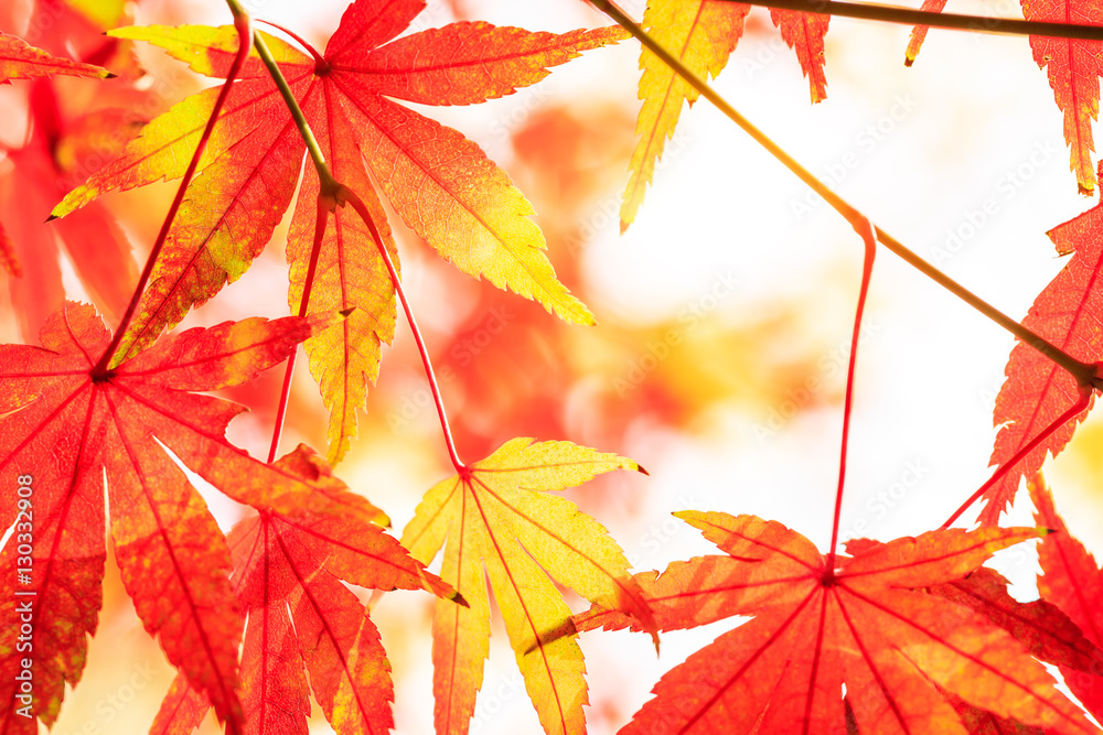 Autumn maple leaves background