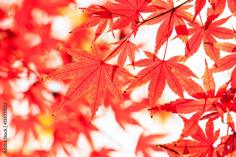 Autumn maple leaves background