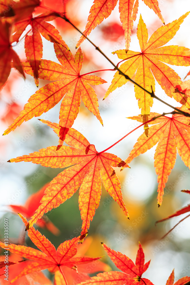 Autumn maple leaves background