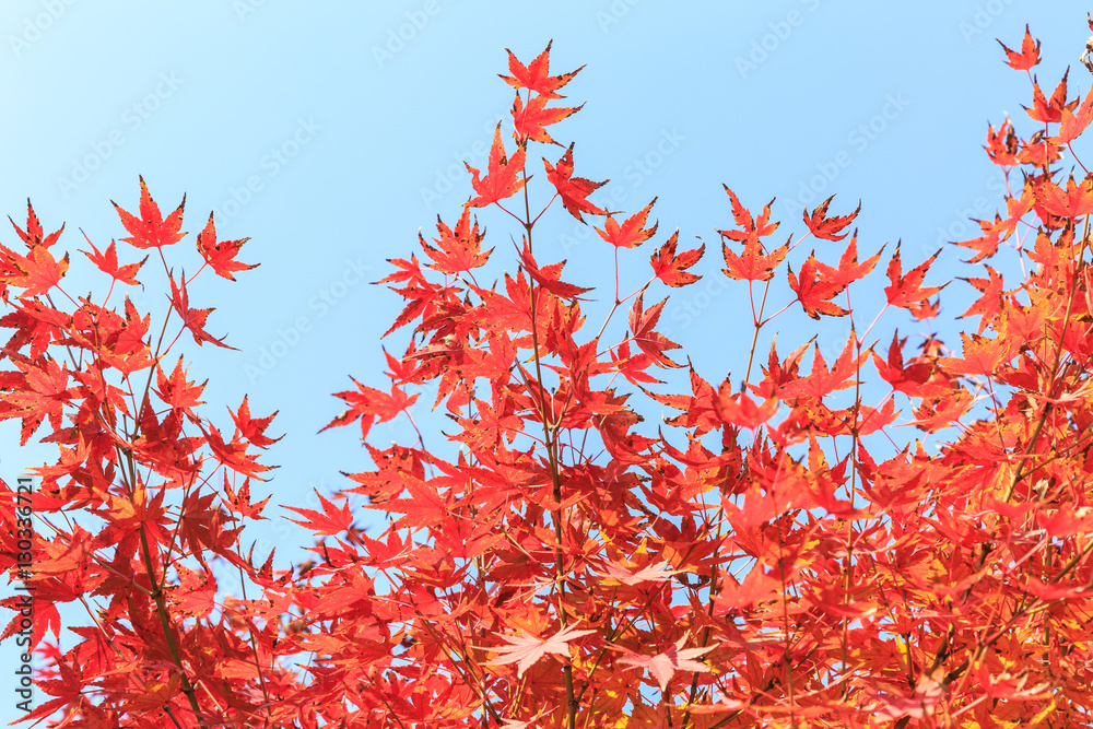 Autumn maple leaves background