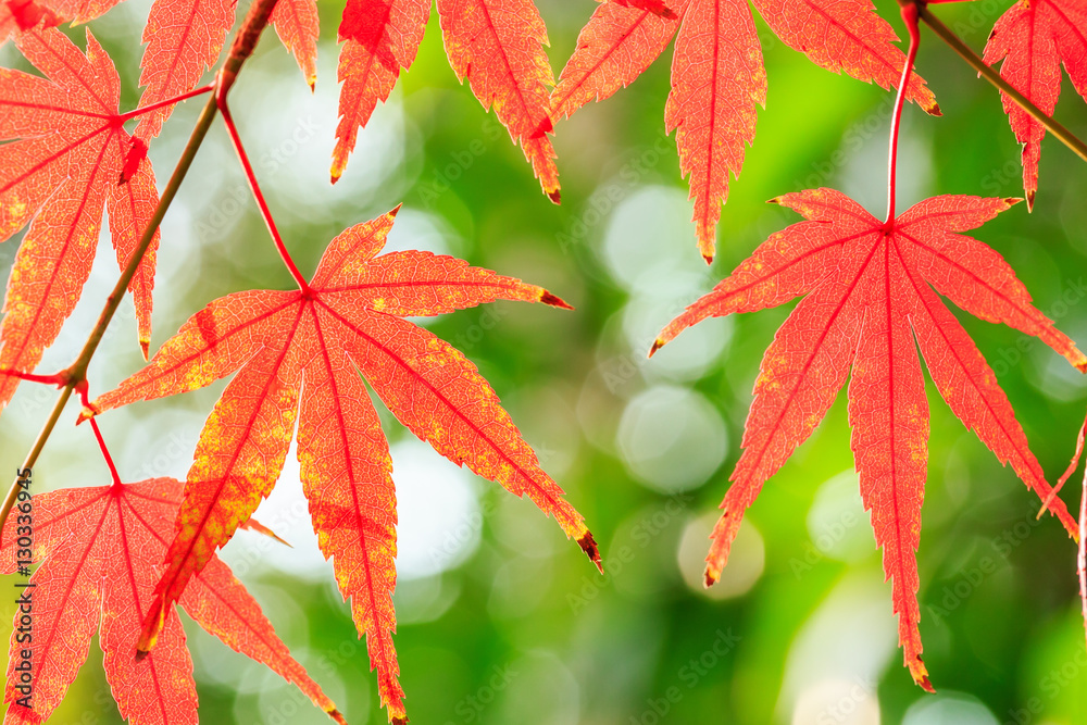 Autumn maple leaves background