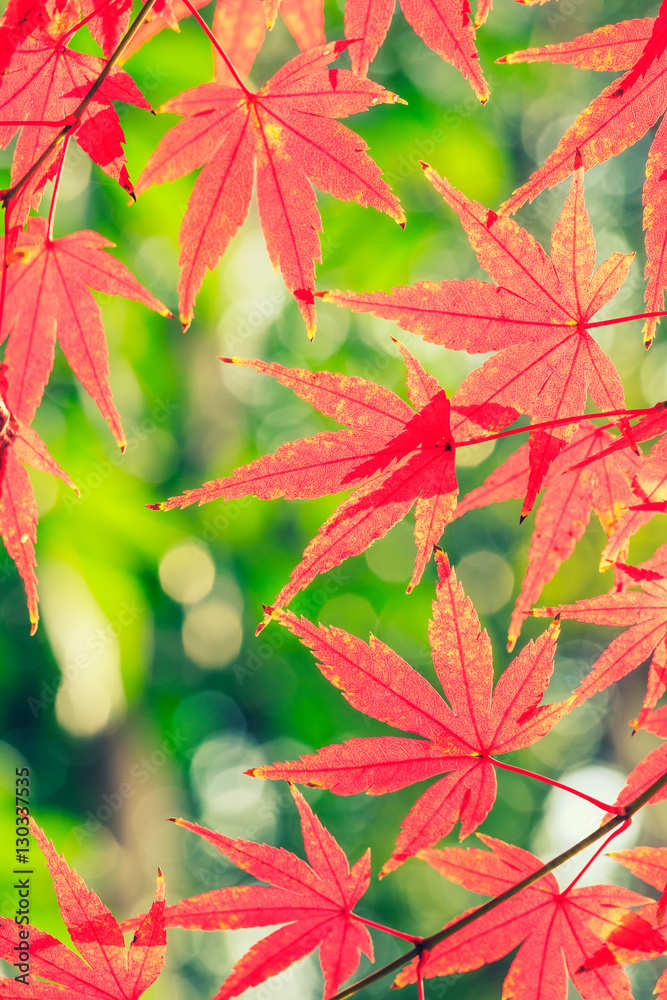 Autumn maple leaves background