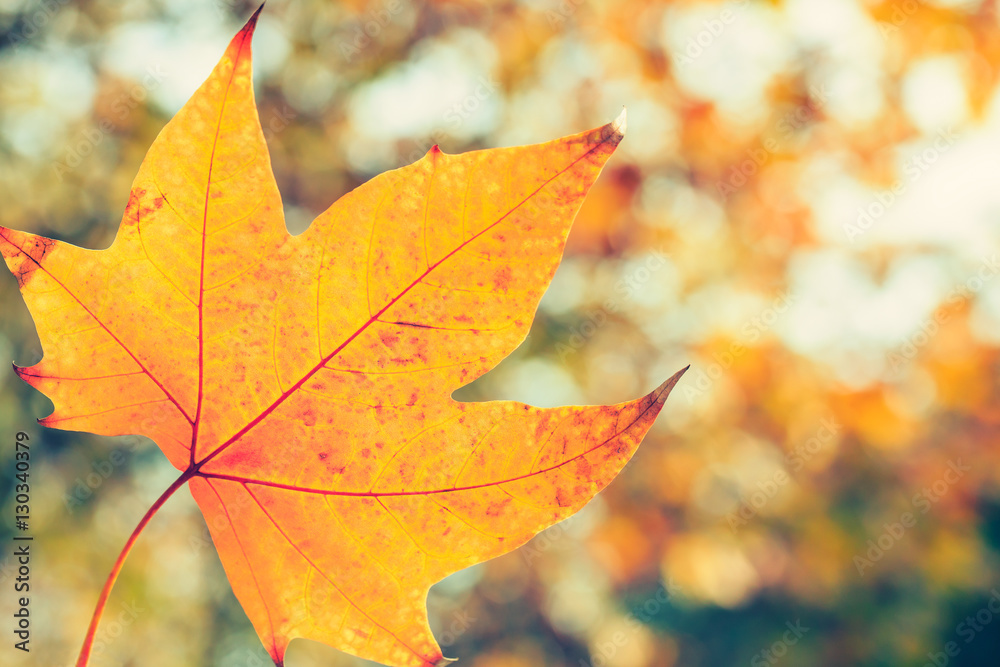 autumn yellow leaves