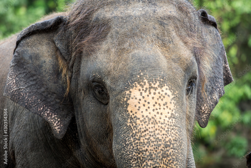 closeup shot of elephant eye.