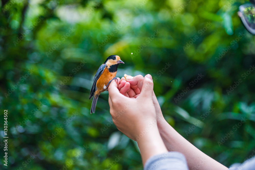 Bird sits on human hand. People feed the tit.