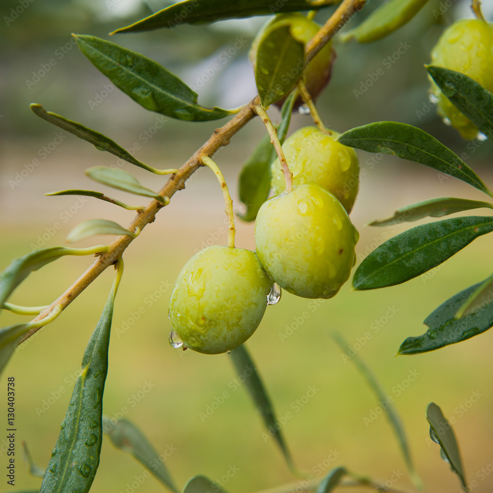 Green Olives