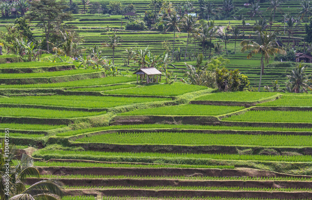 Rice terrace of Jatiluwih in Bali, Indonesia.