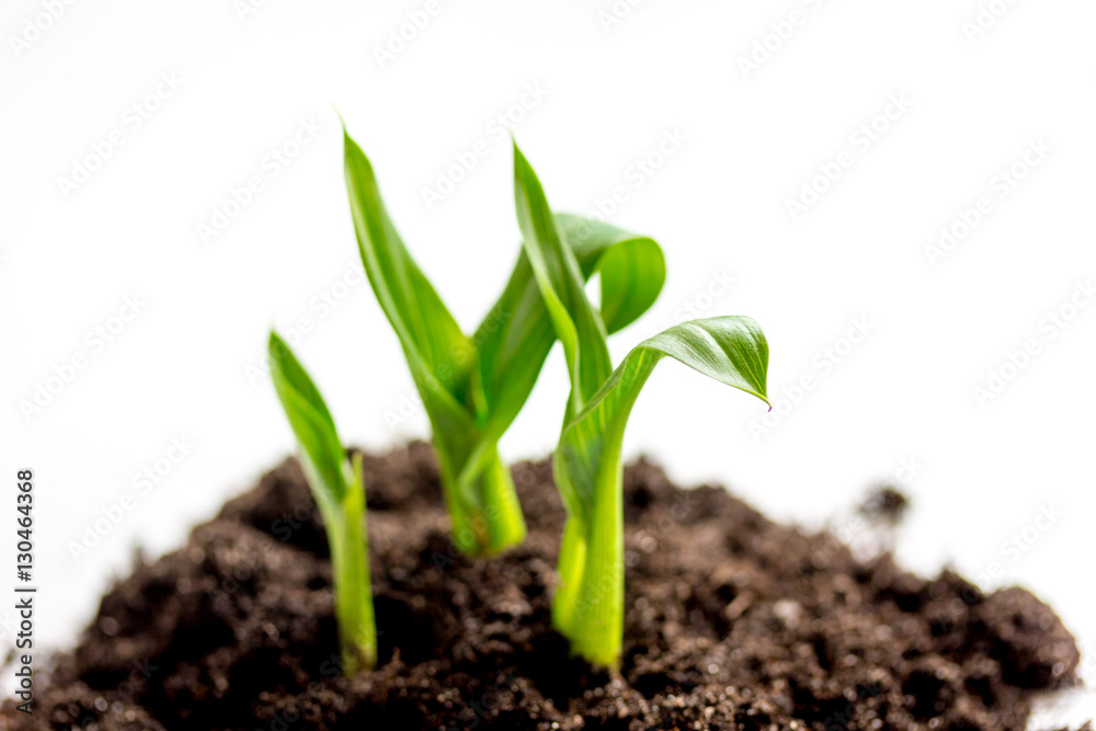 Concept birth of idea- sprout from soil on white background