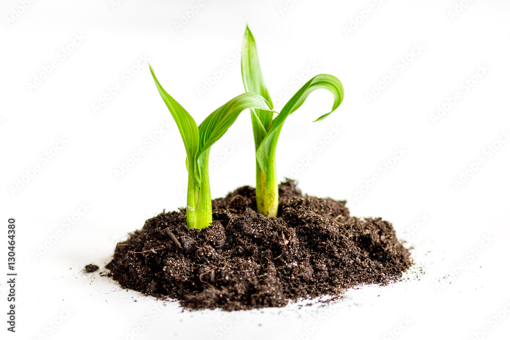 Concept birth of idea- sprout from soil on white background