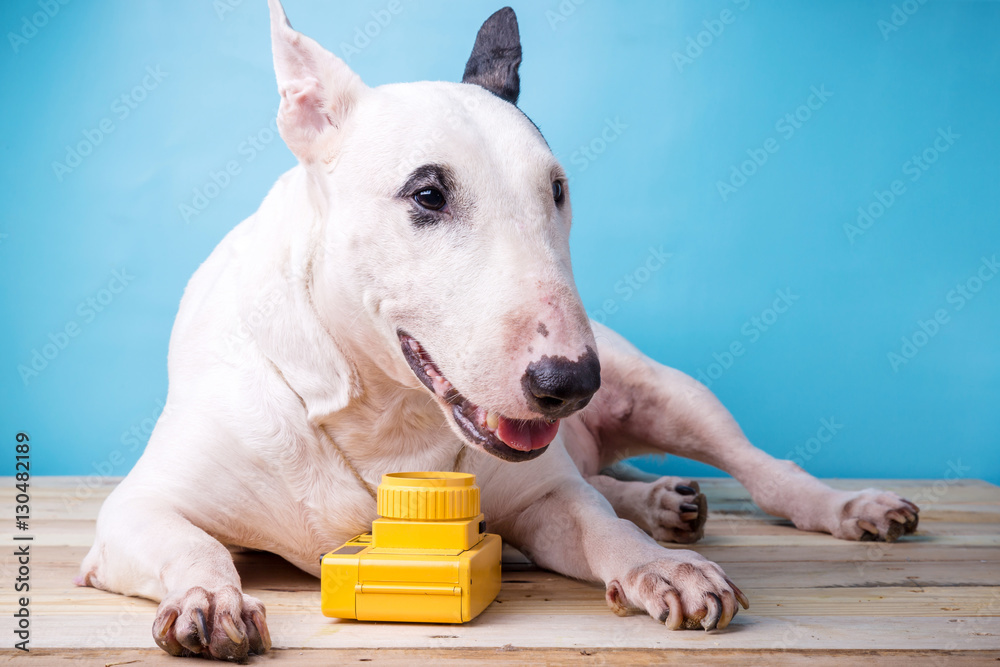 english bullterrier dog with toy camera on wooden floor backgrou