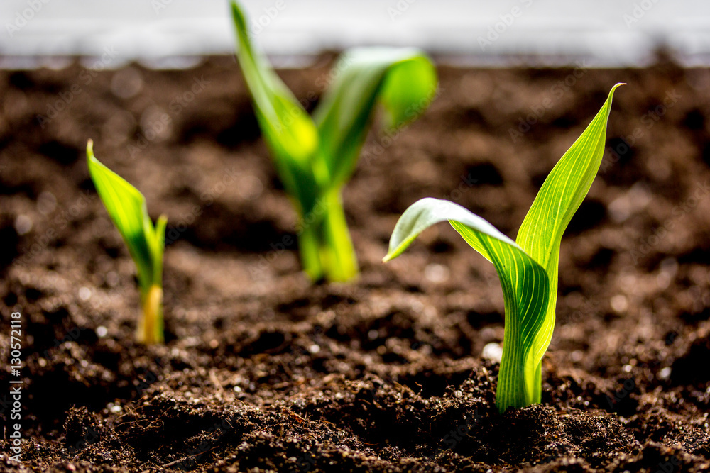 Concept appearance of life - sprout from soil close up