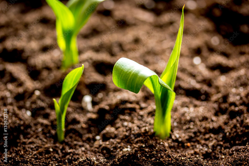 Concept appearance of life - sprout from soil close up