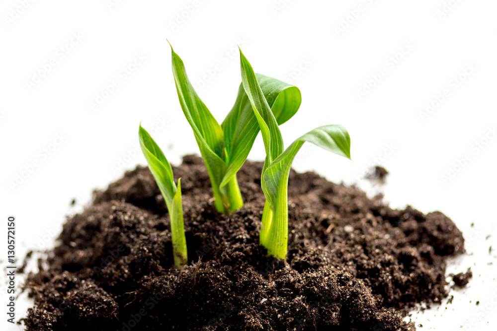 Concept birth of idea- sprout from soil on white background