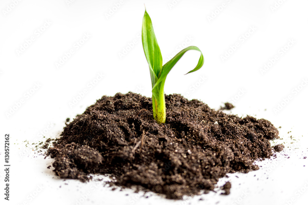 Concept birth of idea- sprout from soil on white background