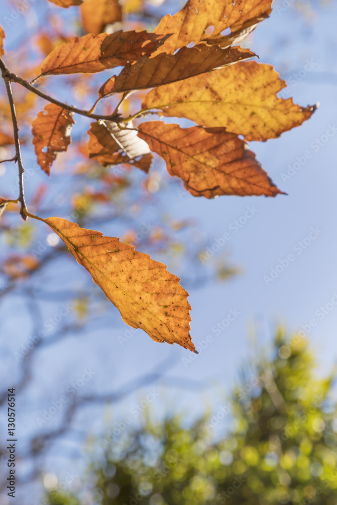 紅葉