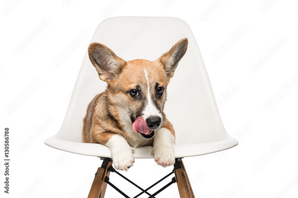 Pembroke Welsh Corgi puppy sitting on chair. looking at camera.