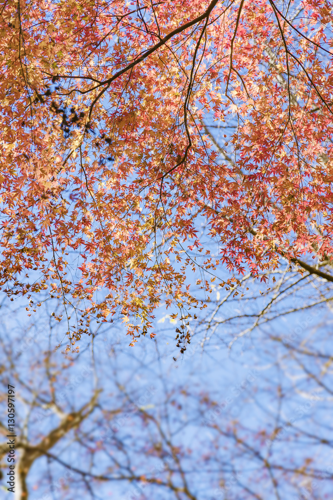 紅葉