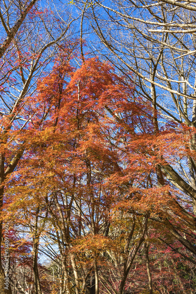 紅葉