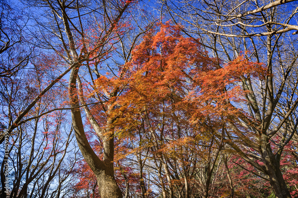 紅葉