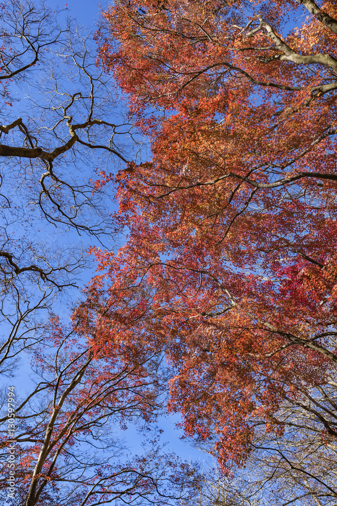 紅葉