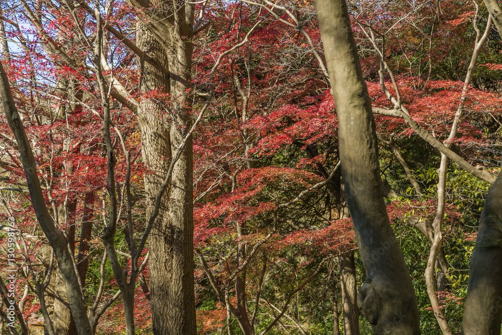 紅葉