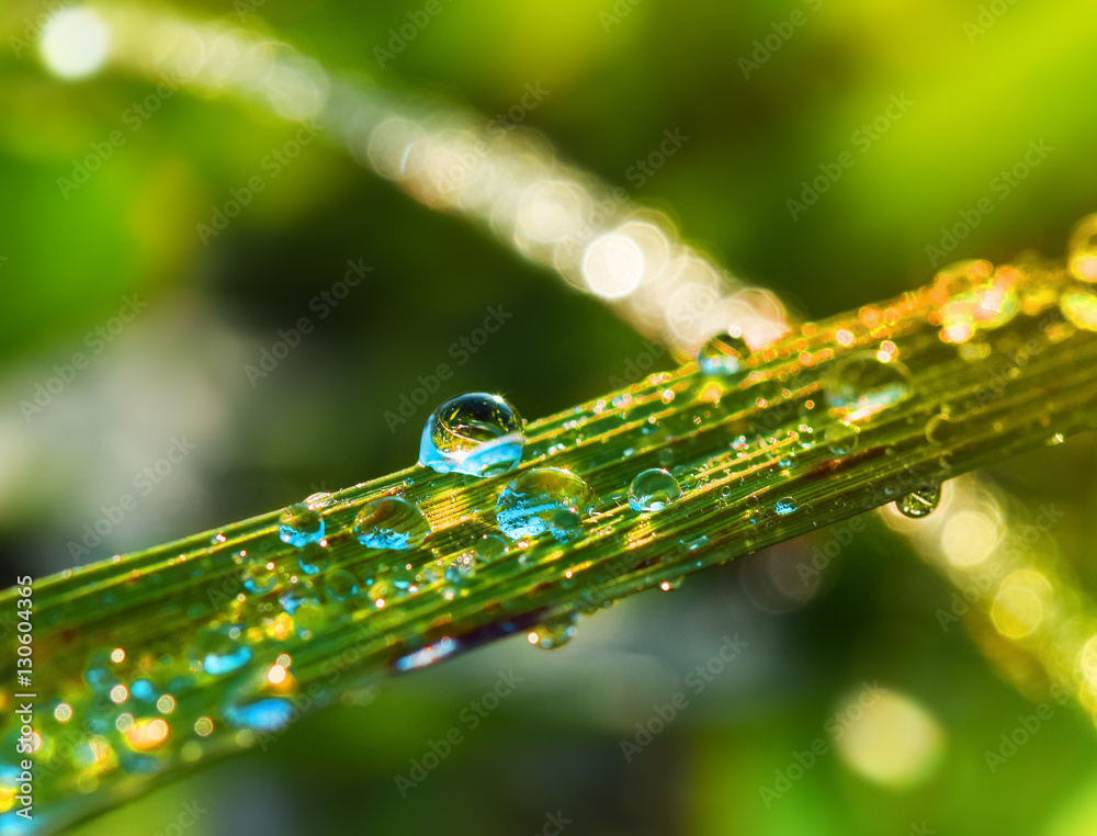 water drops on green leaves in morning lighting.