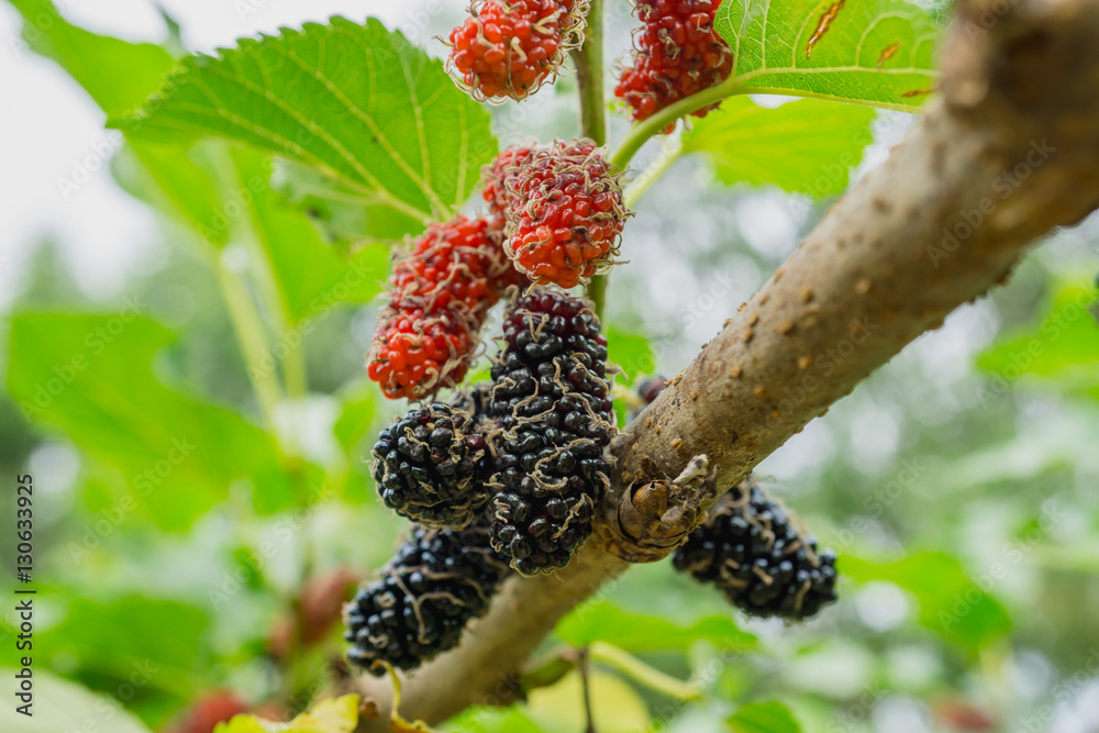 black and red Mulberry fruit on the branch (Morus nigra, Moraceae)