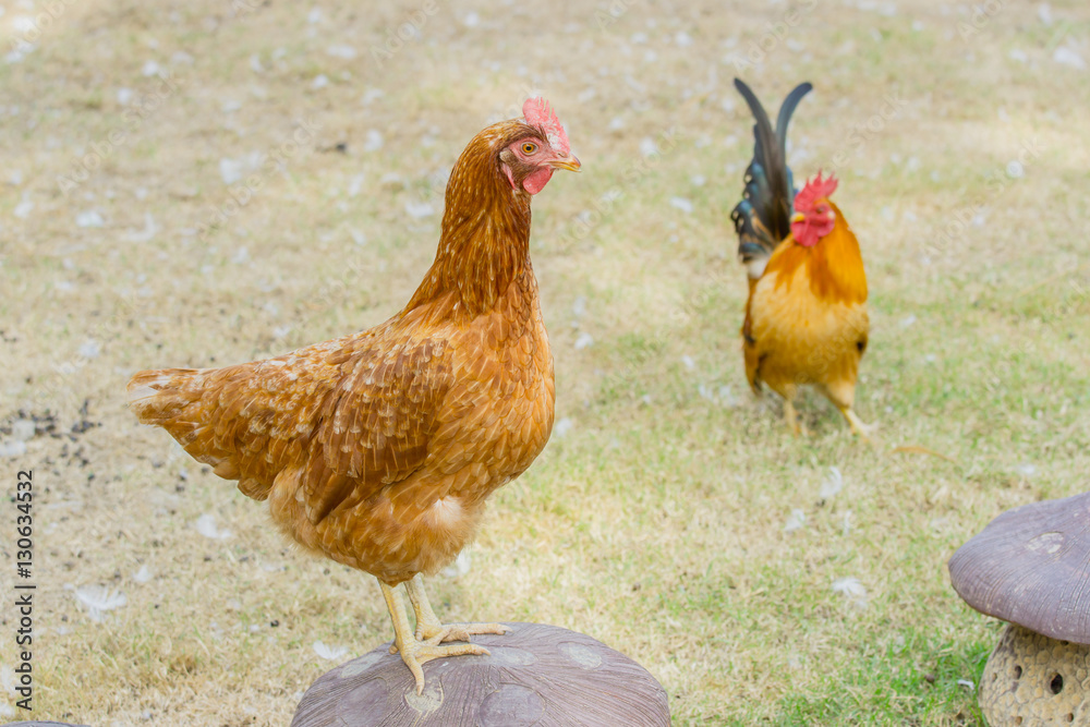 close up portrait of chicken