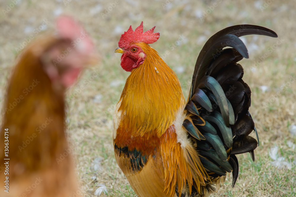 close up portrait of bantam chicken, Beautiful colorful cock