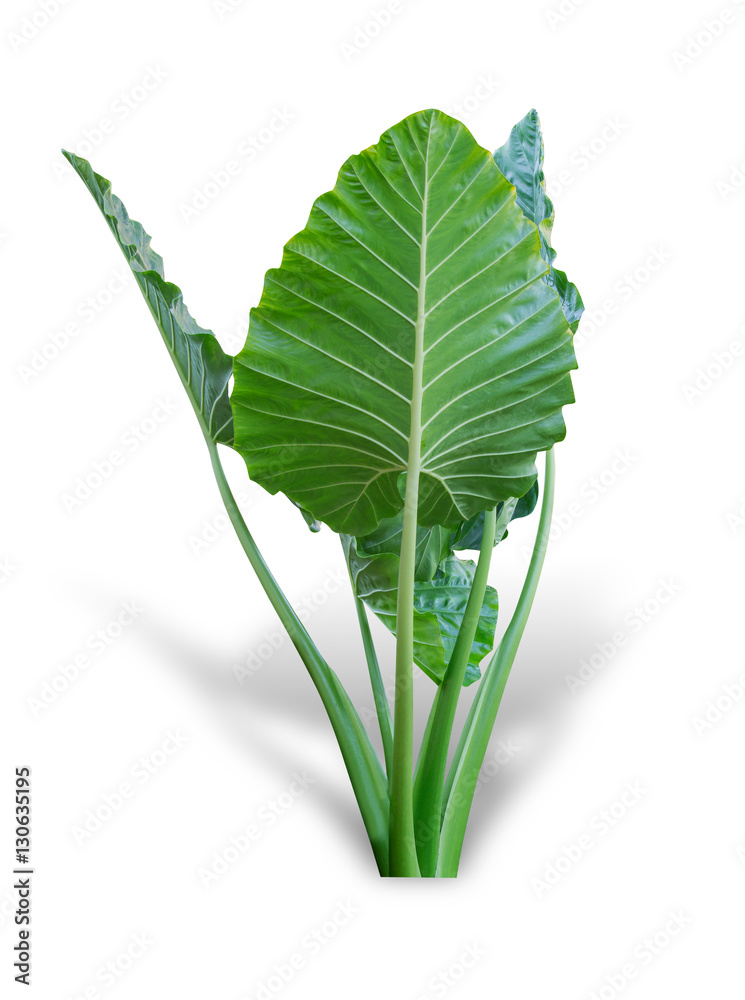 Elephant ear plant or caladium tree isolated on white background. Alocasia macrorrhizos. File contai