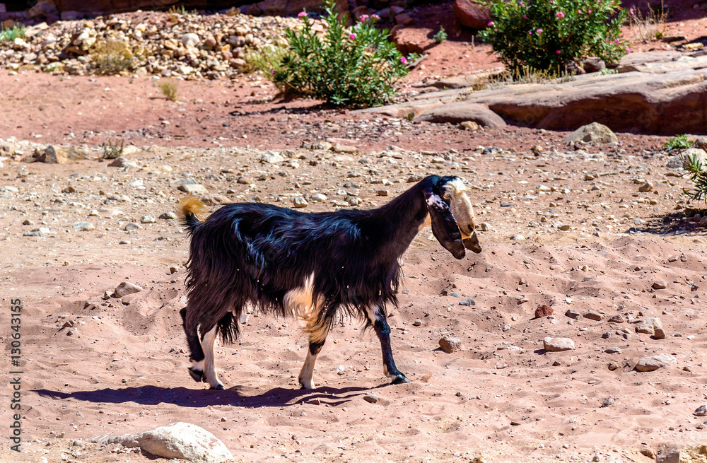 Brown Damascus Goat in the ancient city of Petra