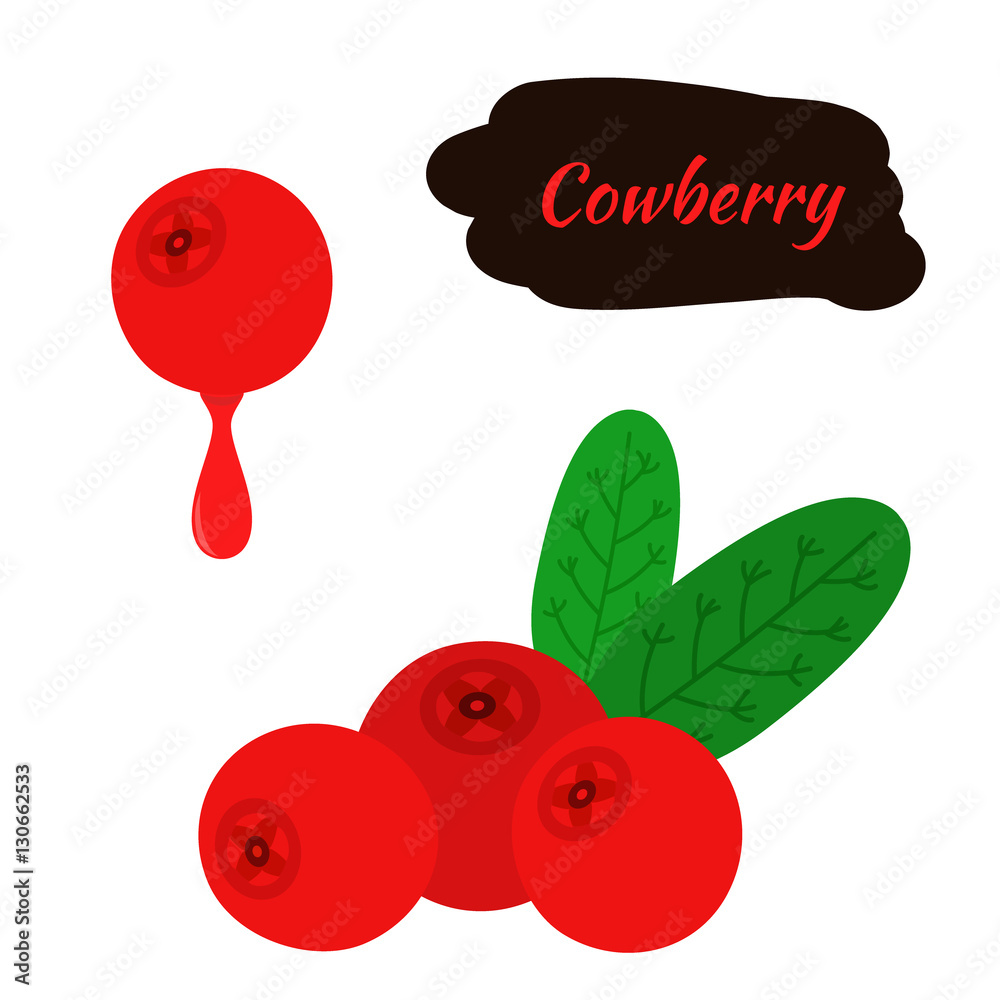 Cowberry, lingonberry in flat style. Sweet red forest berry. Cranberry