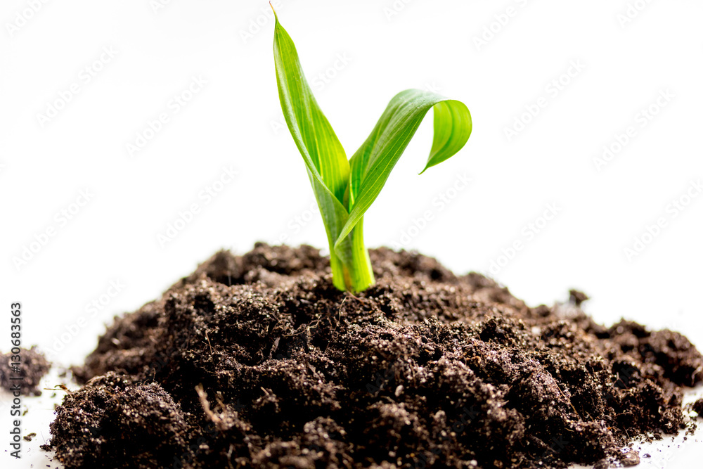 Concept birth of idea- sprout from soil on white background