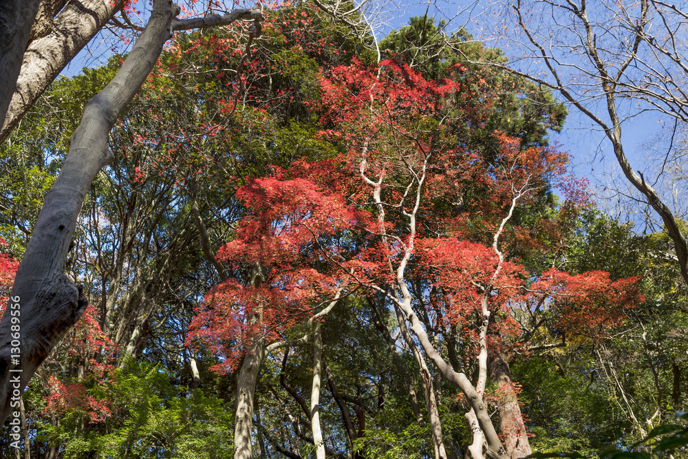 紅葉