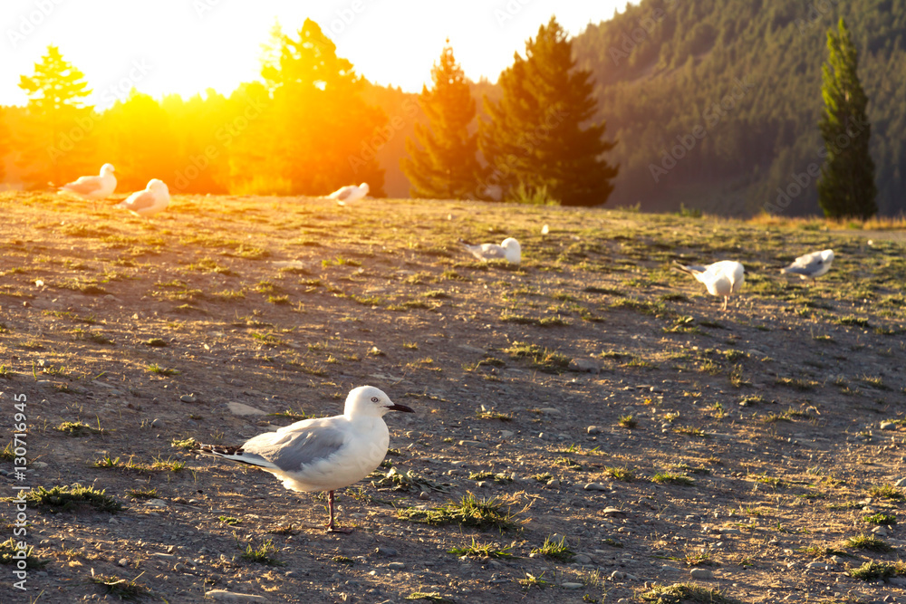 ground with birds near lake in summer day in new zealand