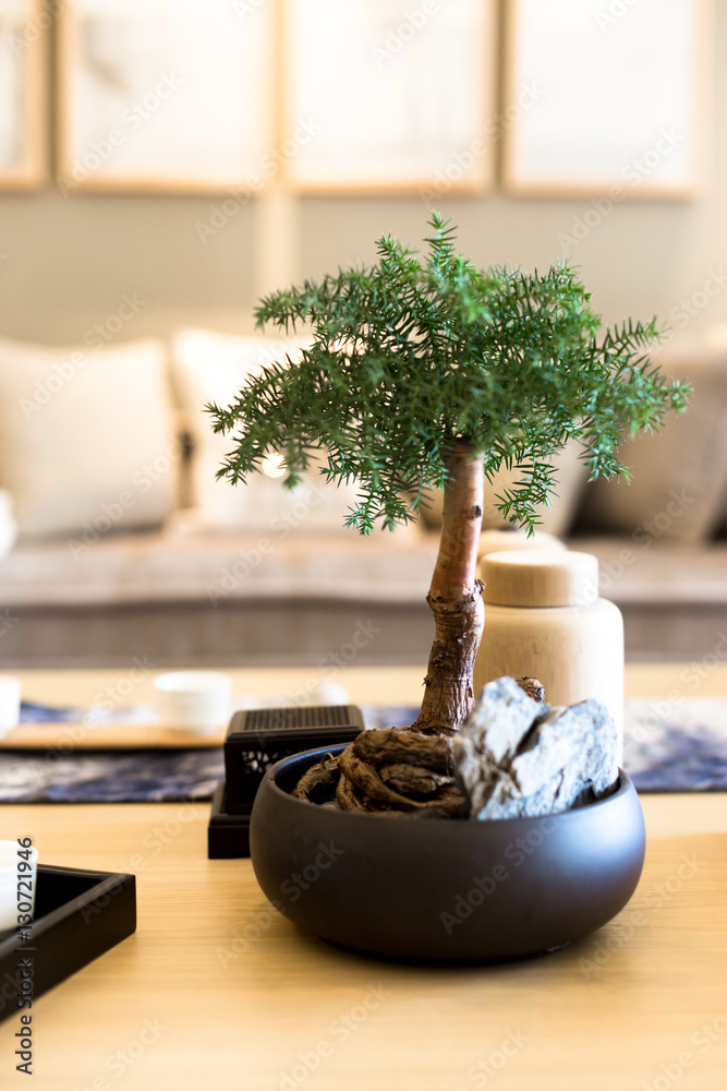 pot plant on wood table in modern living room