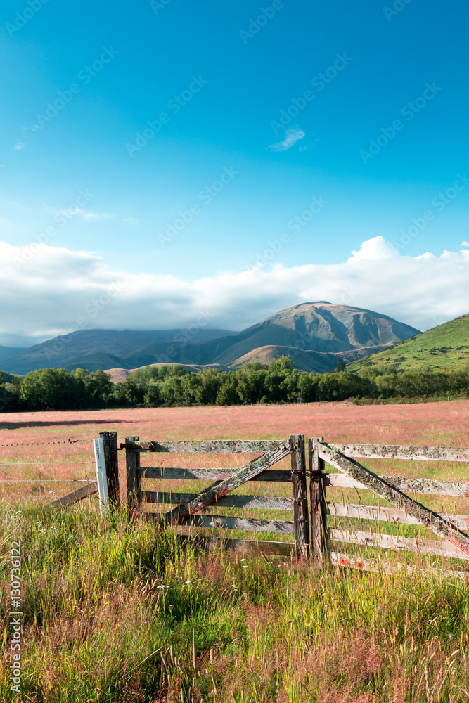 pasture in summer sunny day in New Zealand