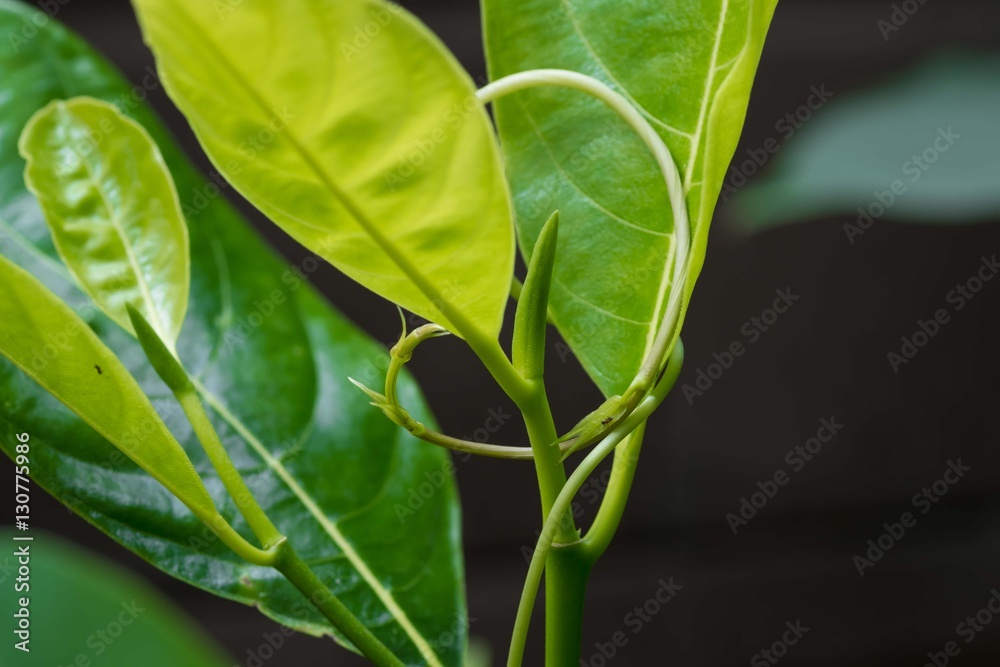 green ivy climbing up tree trunk