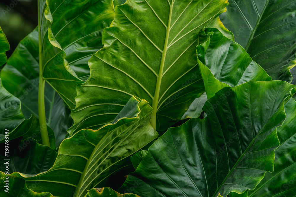 abstract background of big green Leaves (Araceae)