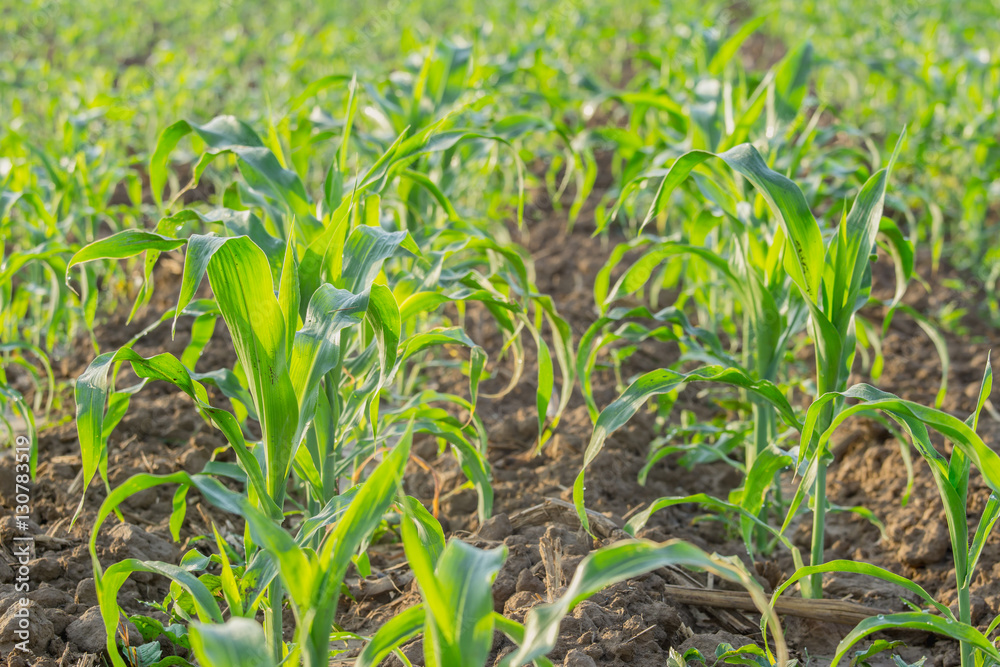 young green corn field in agricultural garden