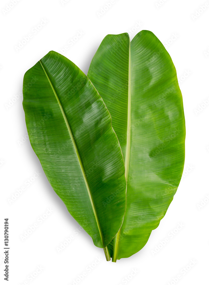 banana leaf isolated on white background, File contains a clipping path.