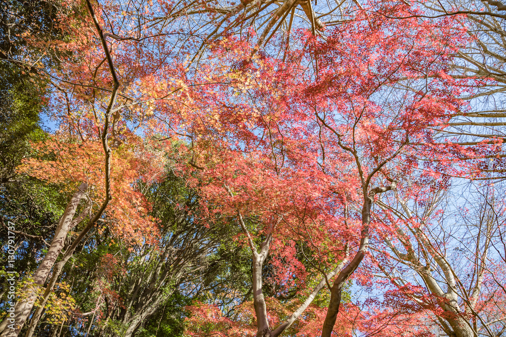 紅葉