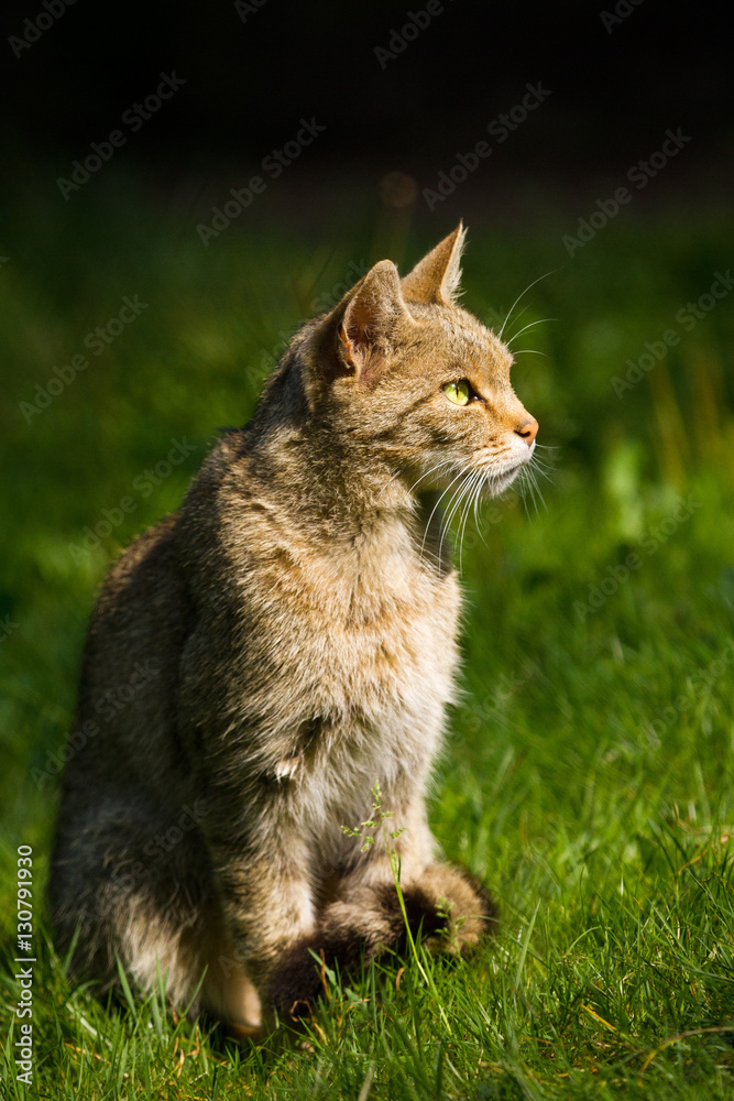 Sitting wildcat