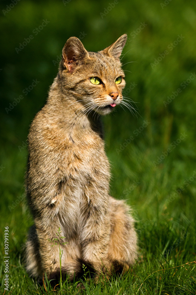 Sitting Wildcat