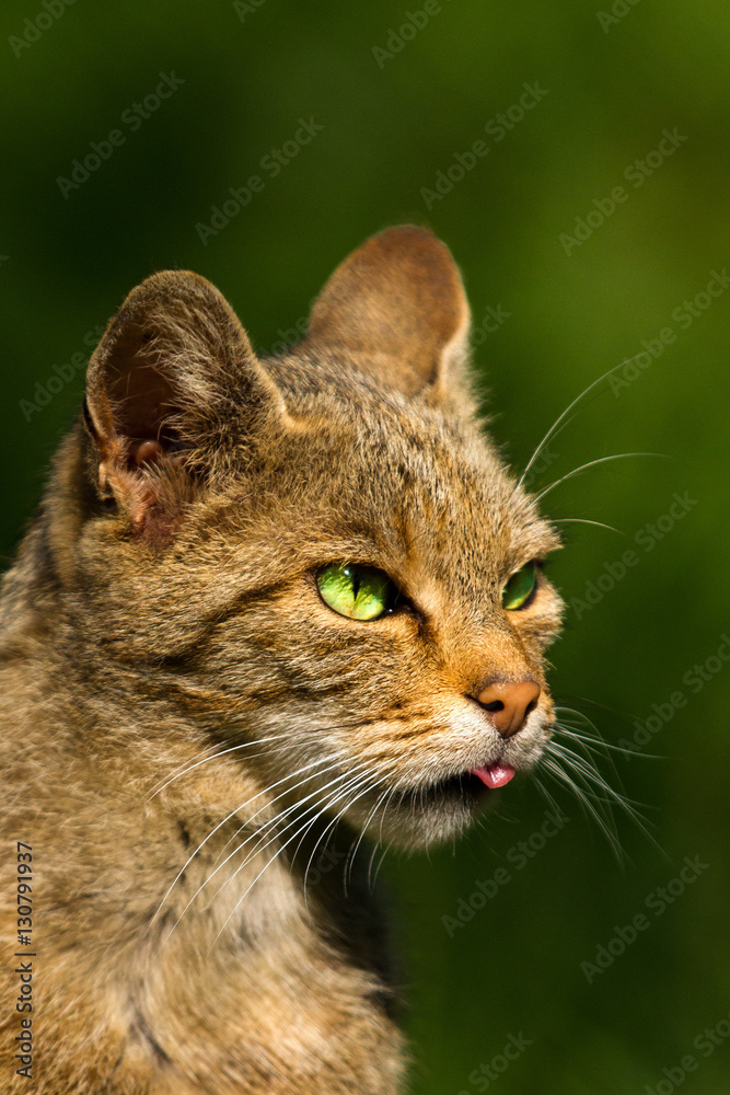 Head from a wildcat