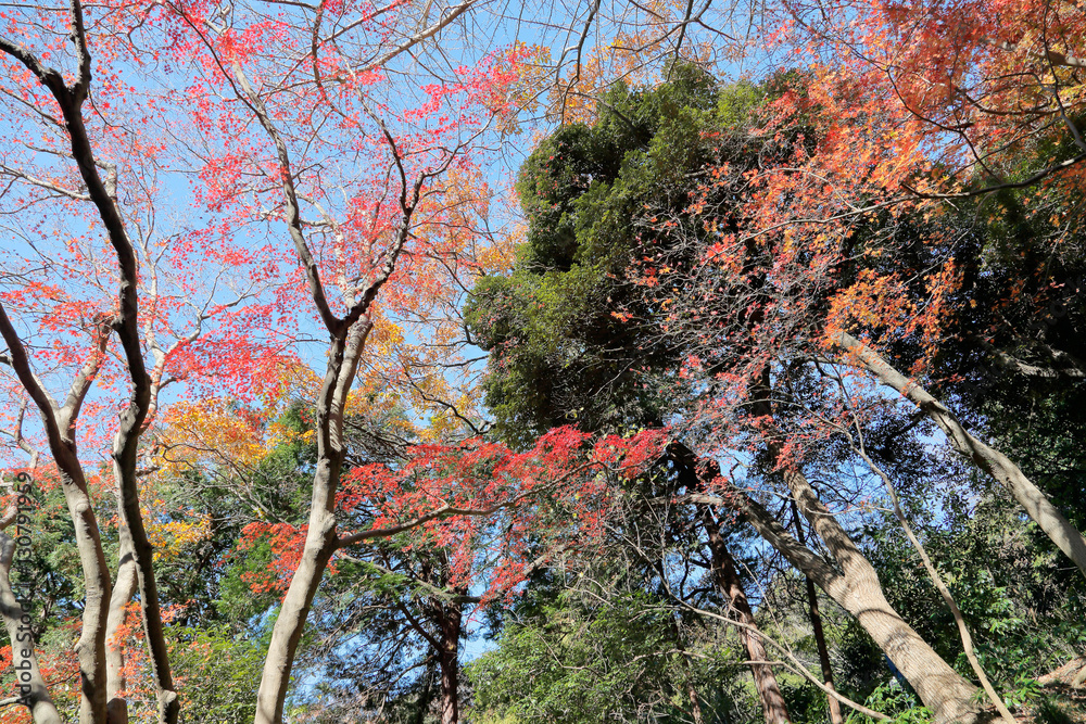 紅葉