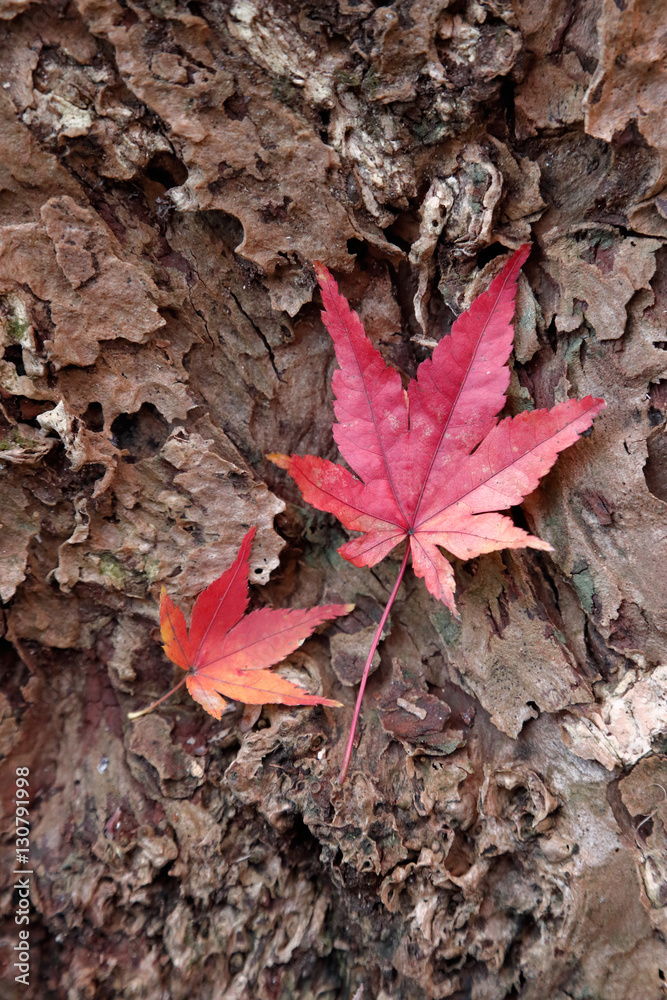 紅葉