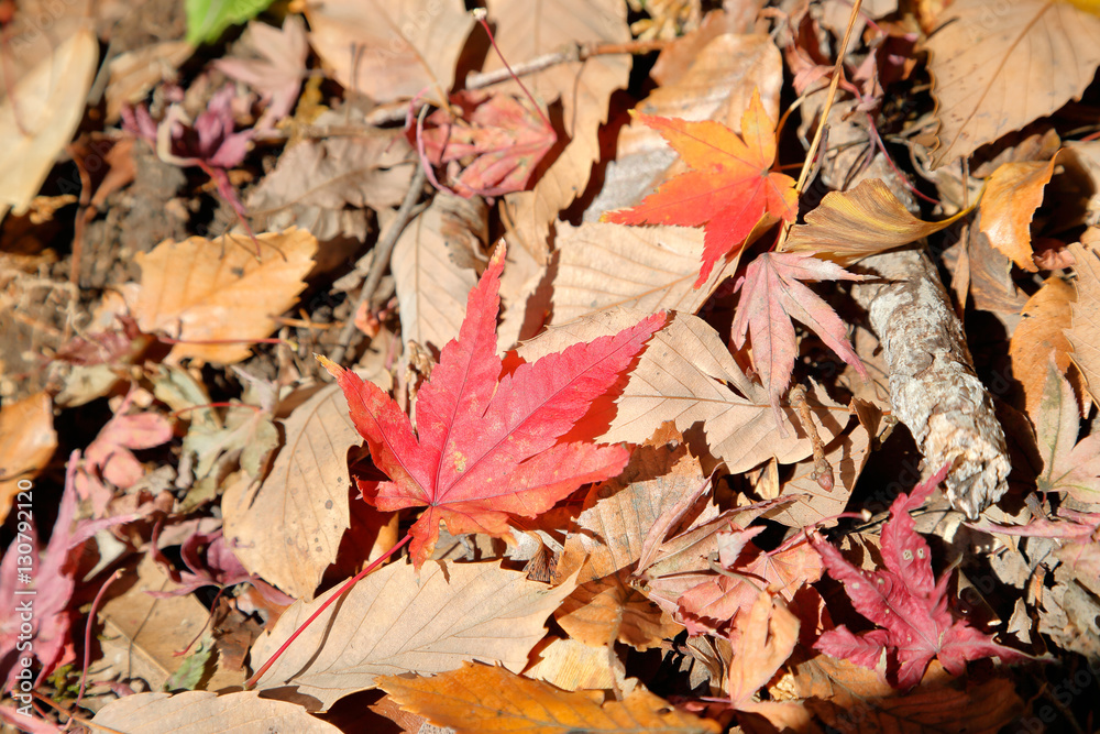 紅葉